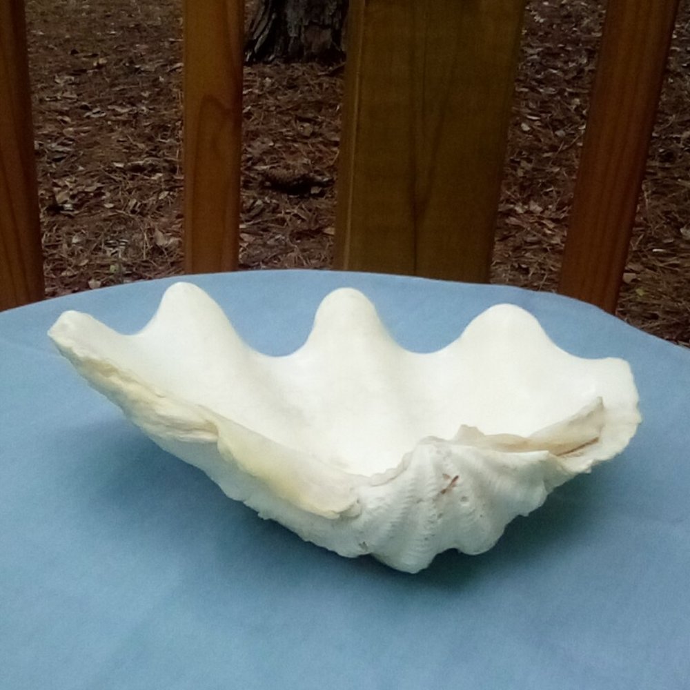 Small clam shell bowl